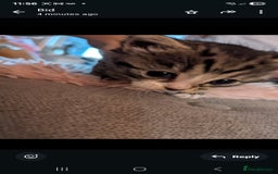 Mixed Breed cats for sale: Beautiful loving,kittens - Image 4
