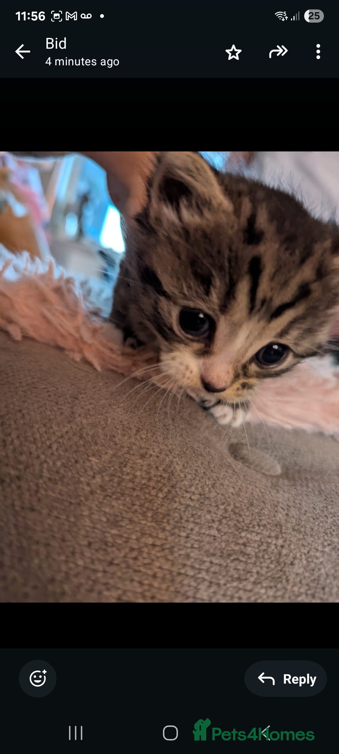 Mixed Breed cats for sale: Beautiful loving,kittens - Image 4