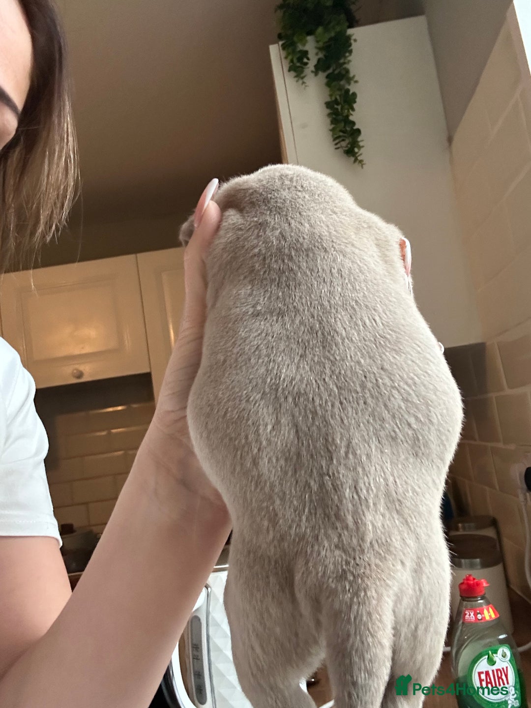 American Bully dogs for sale: American bully pups  - Advert 4