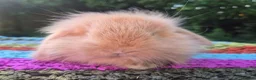Mini Lop rabbits for sale: 🧡 TEDDYWIDDER X MINI LOP BABIES 😍 - Advert 15