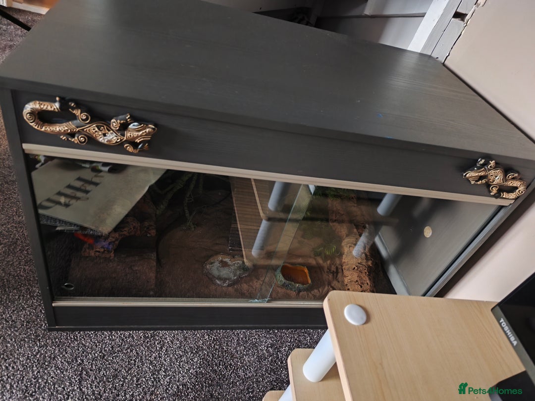 Bearded Dragon reptiles for sale: Leonard the bearded dragon  - Advert 5