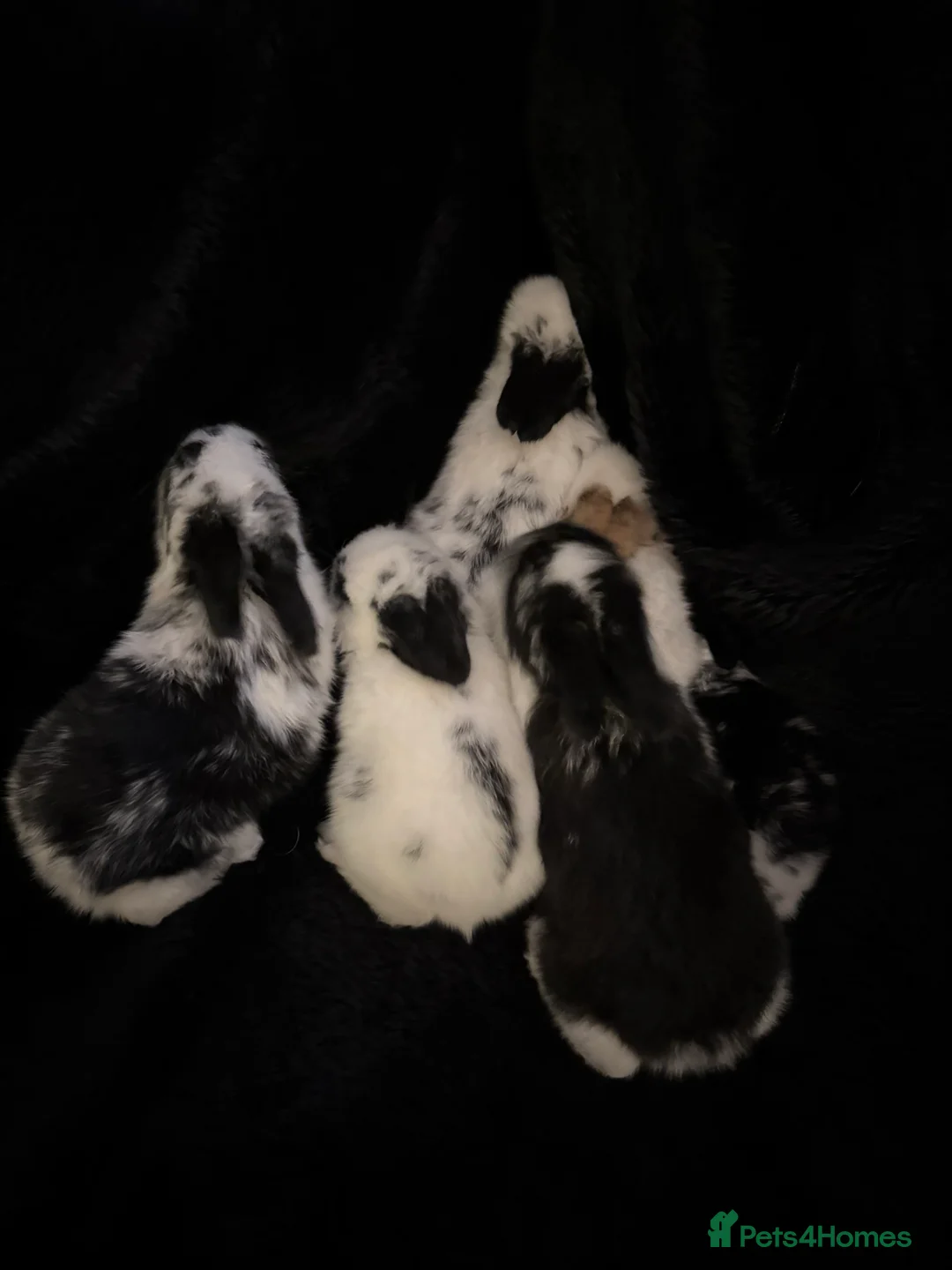 Mixed Breed rabbits for sale: 6 Adorable English Spot marking Lops - Advert 10