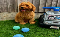 Cavapoo dogs for sale: DNA CLEAR F1 RED CAVAPOOS  - Image 1