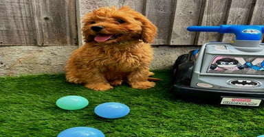 Cavapoo dogs - Advert 15