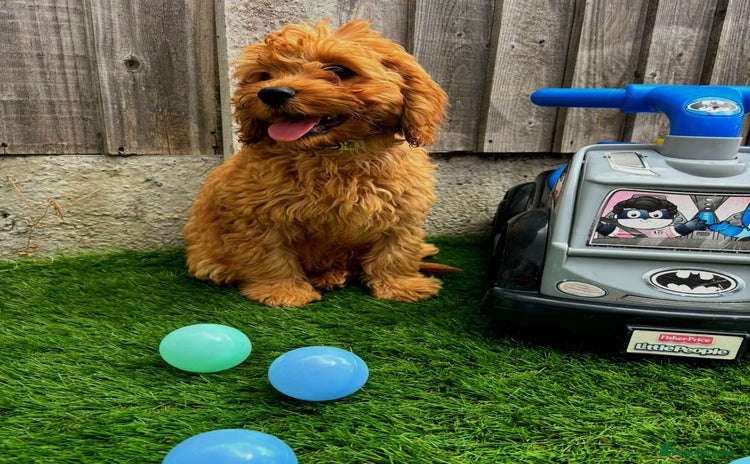Cavapoo dogs - Advert 10
