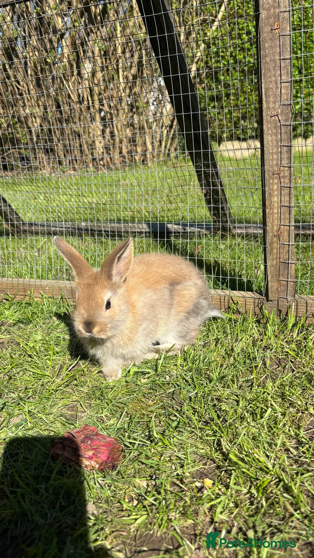 Mixed Breed rabbits for sale: Mini Lop CROSS Netherland. - Advert 2