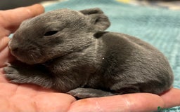 Rex rabbits for sale: Two beautiful rabbit litters - Image 24