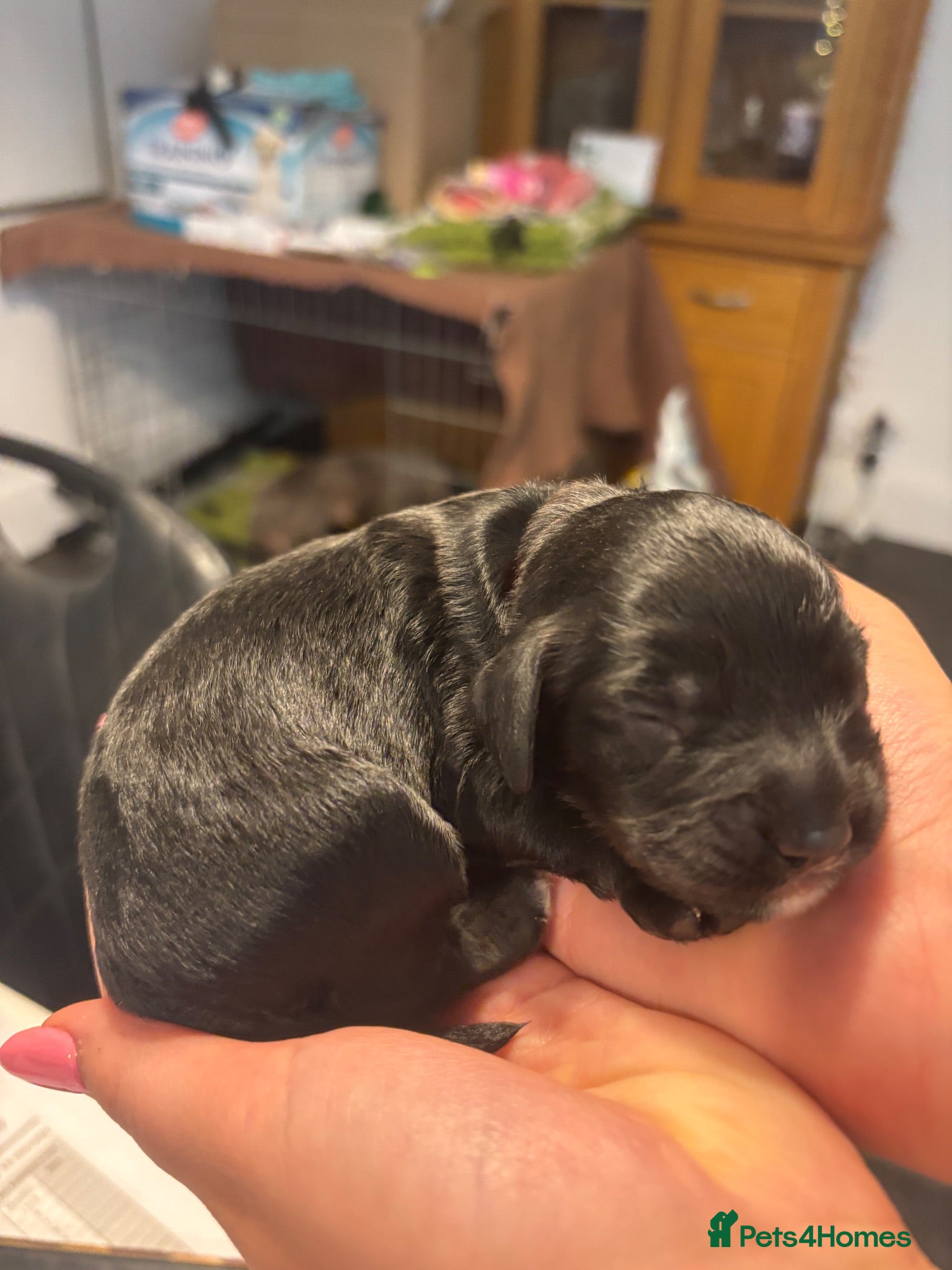 Cockapoo dogs Just arrived! 5 Beautiful F2 puppies born Aug 15th - Advert 2