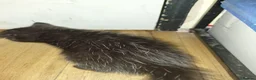 Bengal cats for sale: Rare Silver Smoke Bengal and Black Kittens. MALES - Advert 18