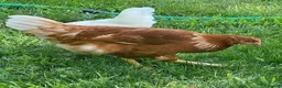 Chickens poultry for sale: ISA Brown hens  - Advert 2