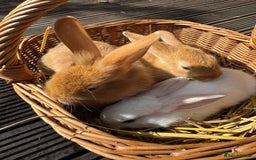 New Zealand rabbits for sale: New Zealand Red & White Rabbits - Image 4