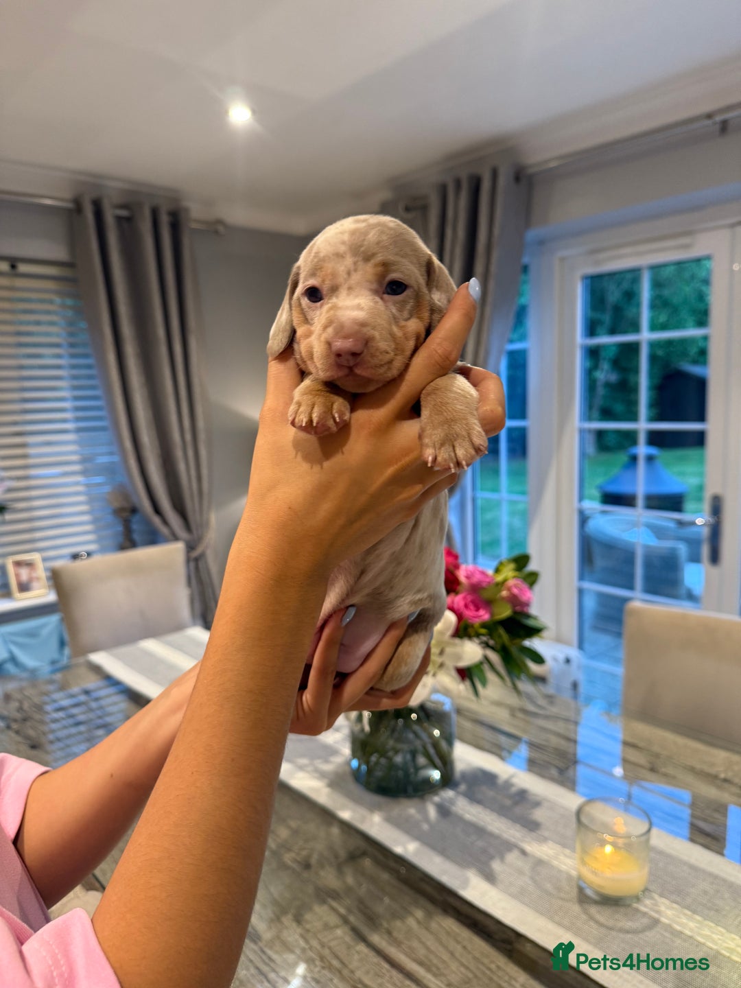 Miniature Dachshund dogs for sale: CREDIT CARDS ACCEPTED ⭐️  in Bishop's Stortford - Image 8