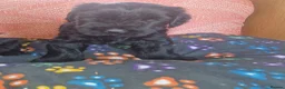 Giant Schnauzer dogs for sale: 2 male Giant schnauzer puppy's remaining  - Advert 16