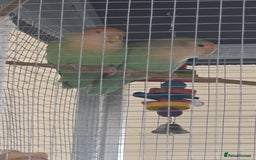 Lovebirds birds for sale: Lovebird Pair - Image 5
