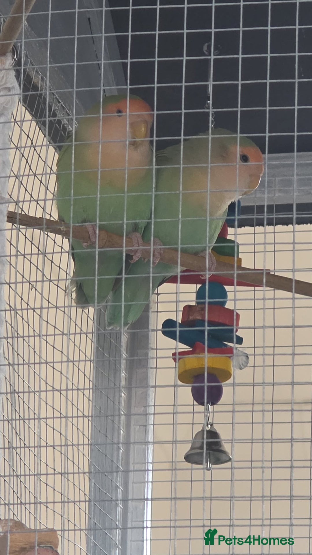 Lovebirds birds for sale: Lovebird Pair - Image 5