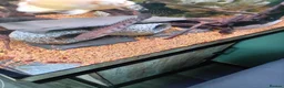 Cichlids fish for sale: plecos, electric blu Dempsey, emp snakehead,Oscars - Advert 5