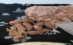 Cavapoo dogs for sale: WAITING LIST NOW OPEN FOR SUMMER 2026.  - Image 2