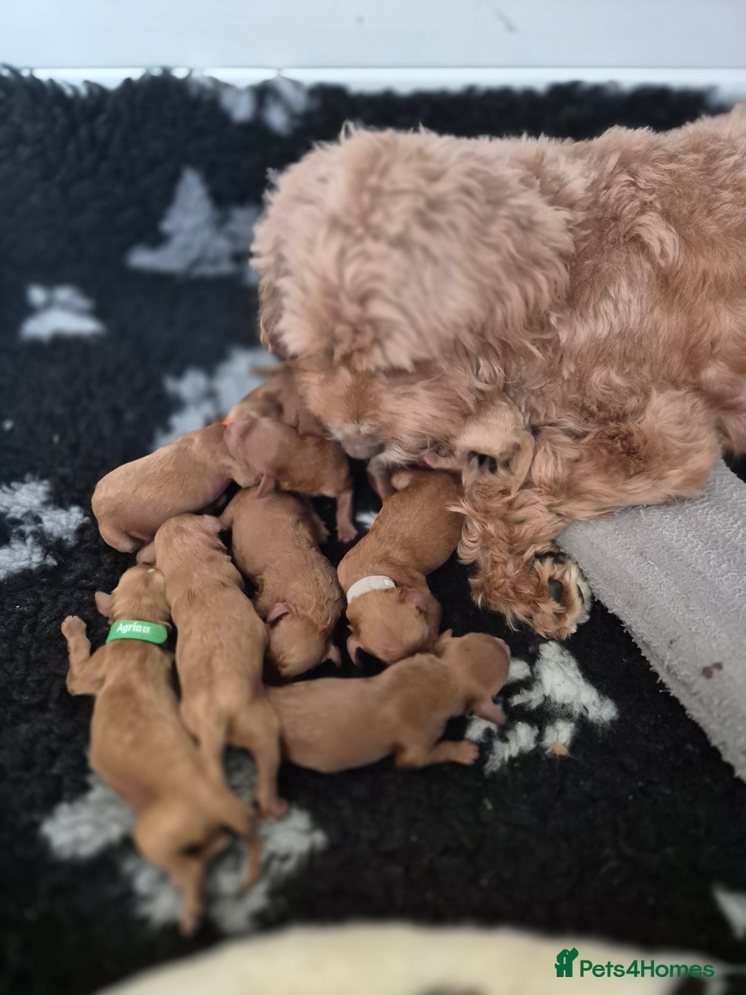 Cavapoo dogs for sale: WAITING LIST NOW OPEN FOR SUMMER 2026.  - Image 2