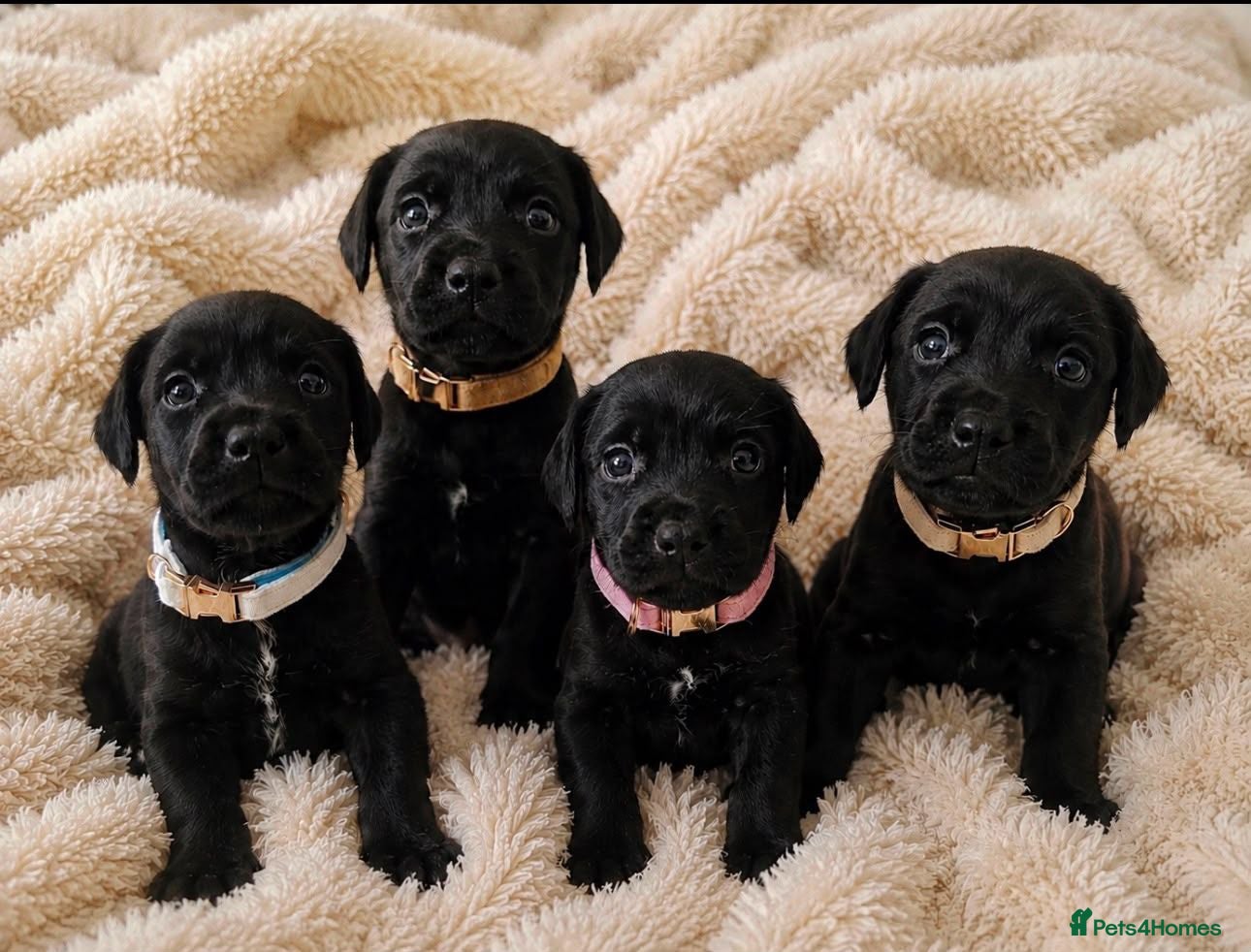 Patterdale Terrier dogs ❤️🐕Beautiful Patterdale puppies for sale🐕❤️ - Advert 4