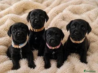Patterdale Terrier dogs ❤️🐕Beautiful Patterdale puppies for sale🐕❤️ - Advert 4