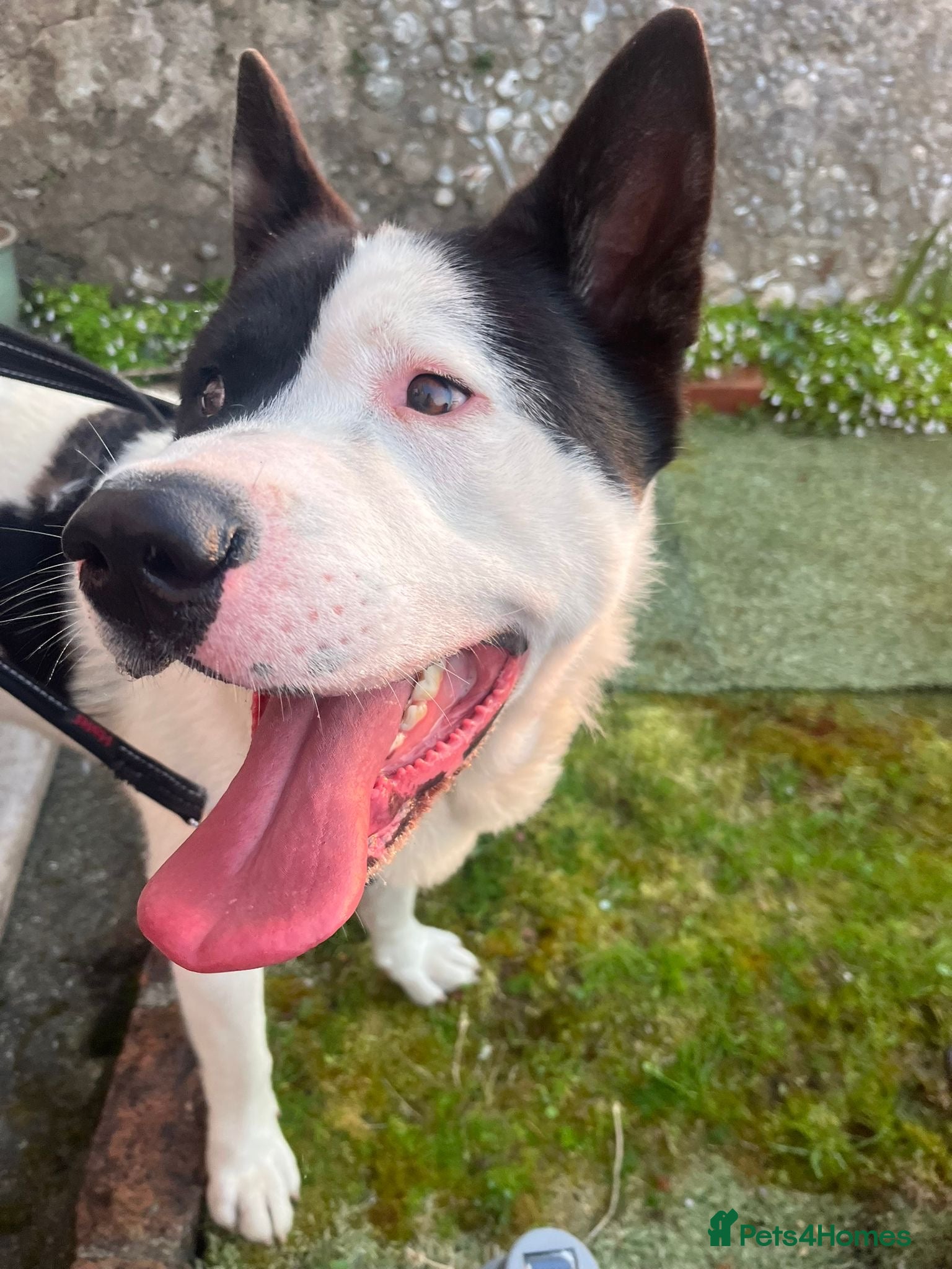 Akita dogs for sale: Kizzer in Penmaenmawr - Advert 2