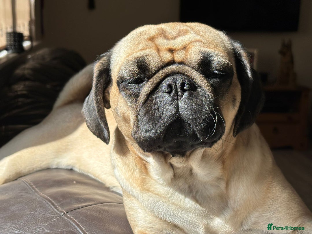 Pug dogs for sale: Pug Puppies  - Image 27