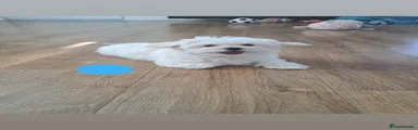 Puppy blue 
