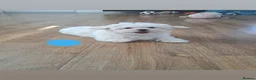 Maltese dogs for sale: 🐾❤️Beautiful Maltese Puppies For Sale❤️🐶 - Advert 18