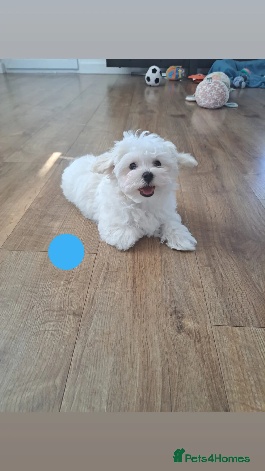 Maltese dogs for sale: 🐾❤️Beautiful Maltese Puppies For Sale❤️🐶 - Advert 18