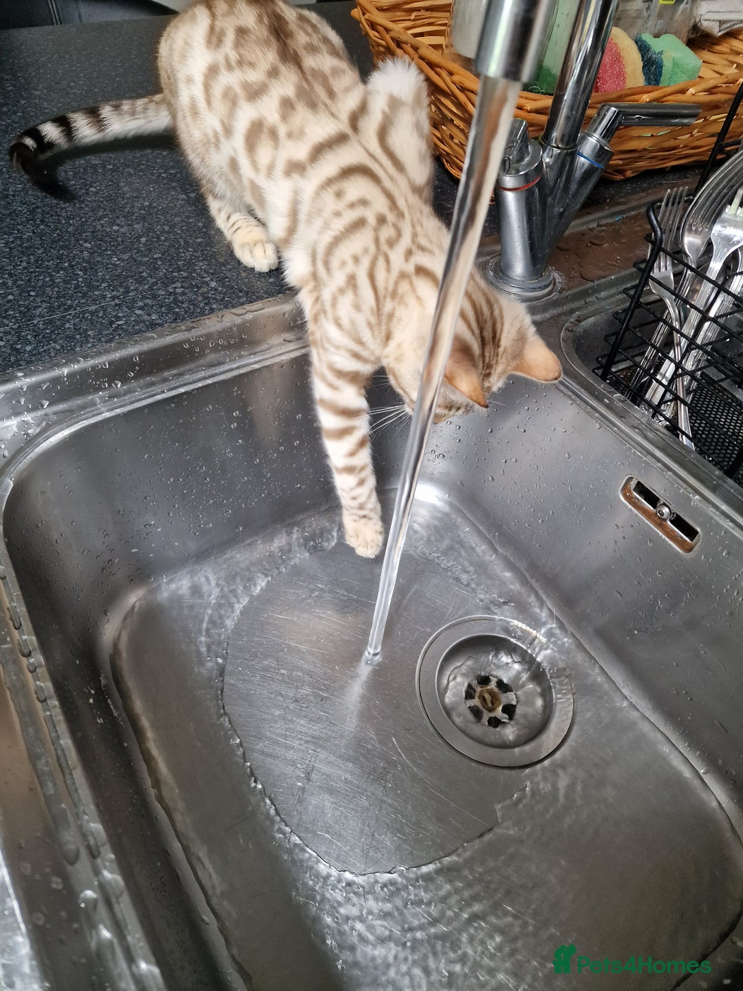 Bengal cats for sale: Pure Bengal to a loving home - Image 3