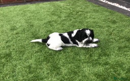 Cocker Spaniel dogs for sale:  show cocker puppy.KC reg. AMS.PRA. & FN clear. - Image 18