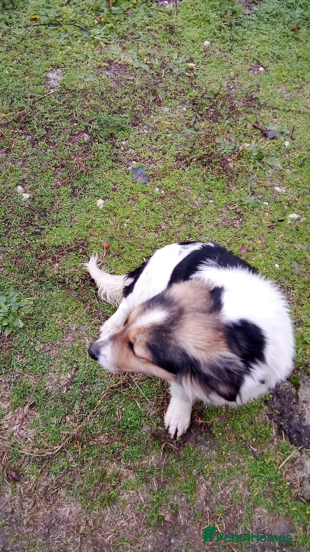 Mixed Breed dogs for adoption: ✨ Meet 🐾LORA🐾 !  She chose Trust over Fear ✨ - Advert 4