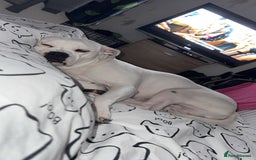 Mixed Breed dogs for sale: Mixed breed for rehoming - Advert 7