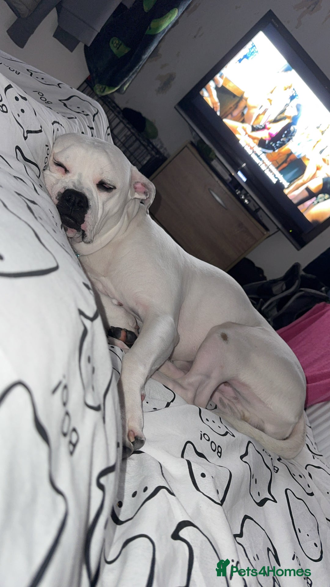 Mixed Breed dogs for sale: Mixed breed for rehoming - Advert 7