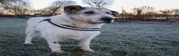 Mixed Breed dogs for adoption: Ted is 15 years young, sadly in need of a home!  - Advert 2