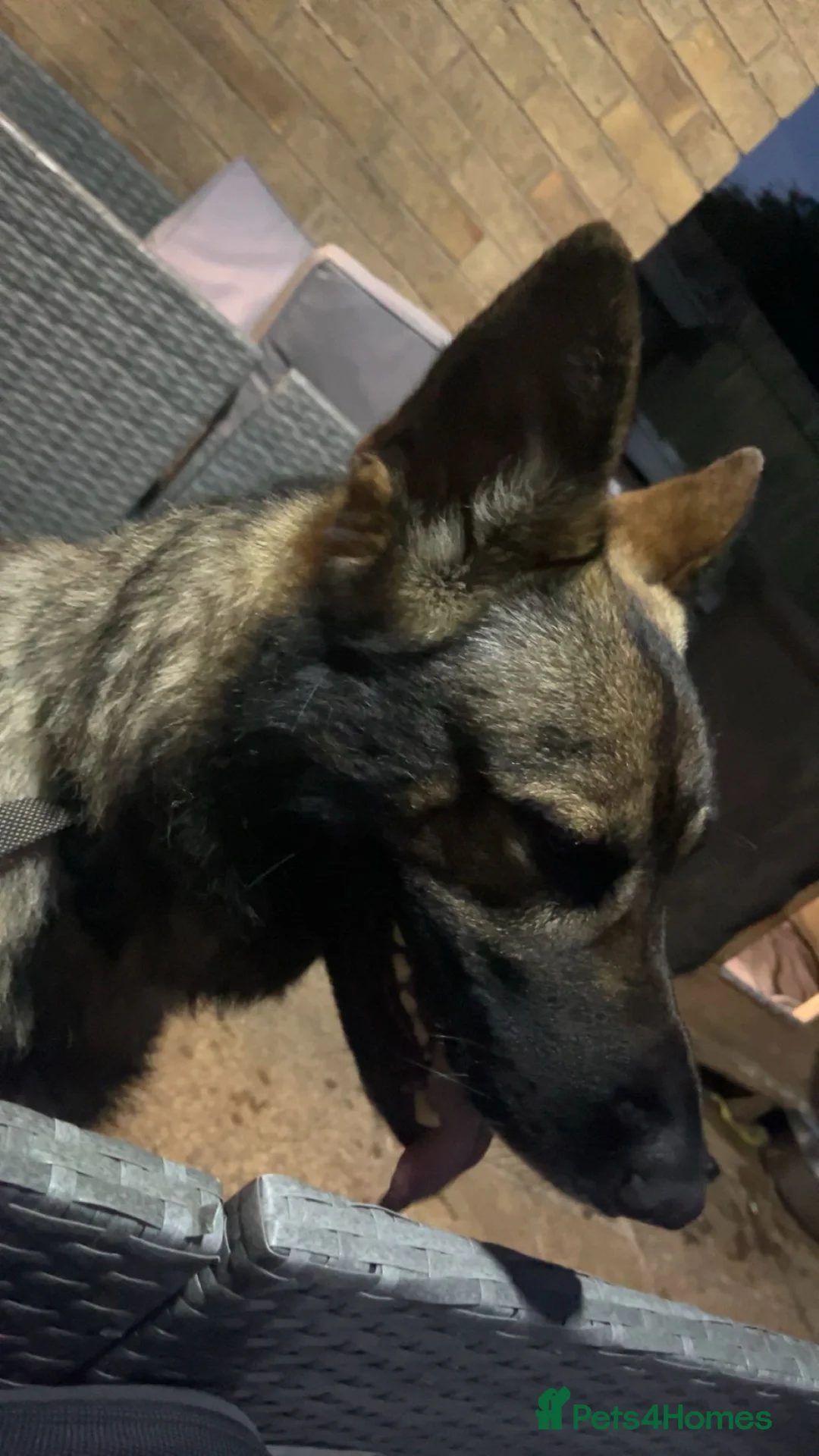German Shepherd dogs for stud: czech shepherd for stud - for pick of litter  in Liverpool - Advert 2