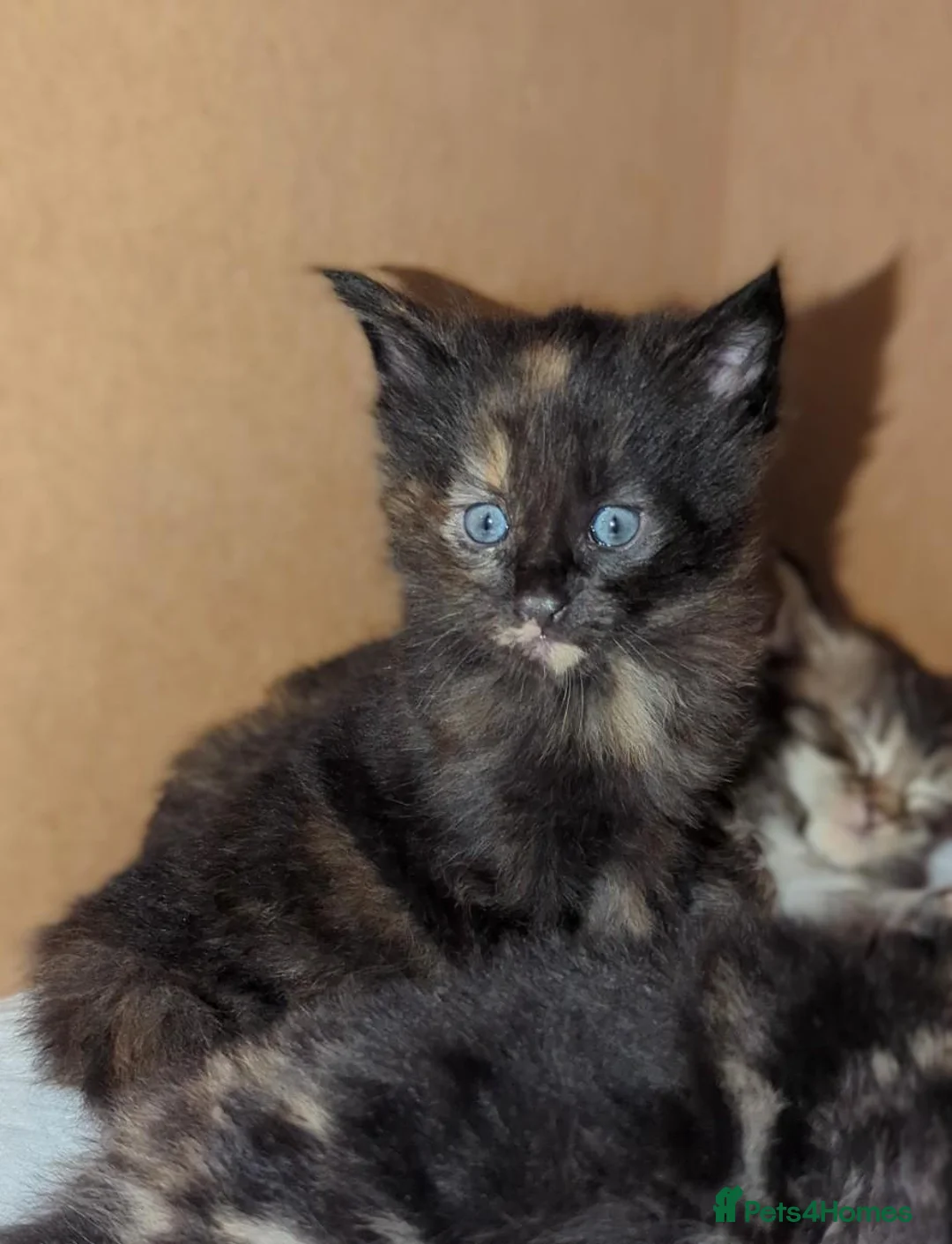 Maine Coon cats for sale: 🐾Pedigree Maine Coon Kittens–2 Boys Available 🐾 - Advert 6