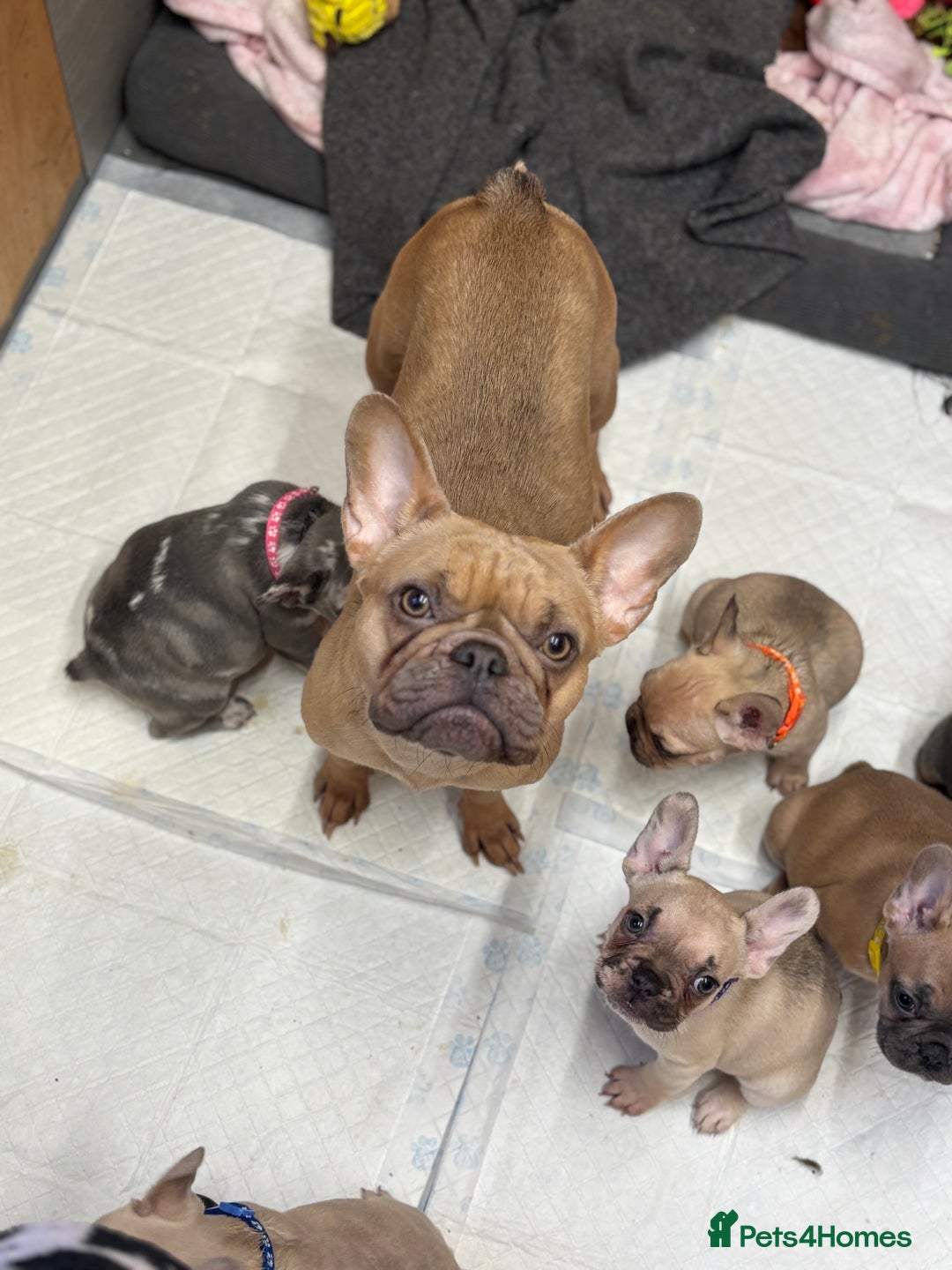 French Bulldog dogs for sale: 💕Adorable French bulldogs💕 - Advert 6