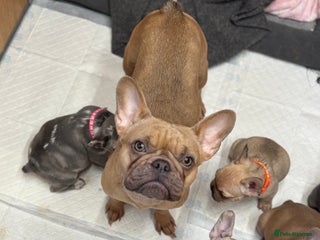 French Bulldog dogs 💕Adorable French bulldogs💕 - Advert 2