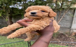 Miniature Poodle dogs for sale: 💌 To Loving Homes Only: - Image 7