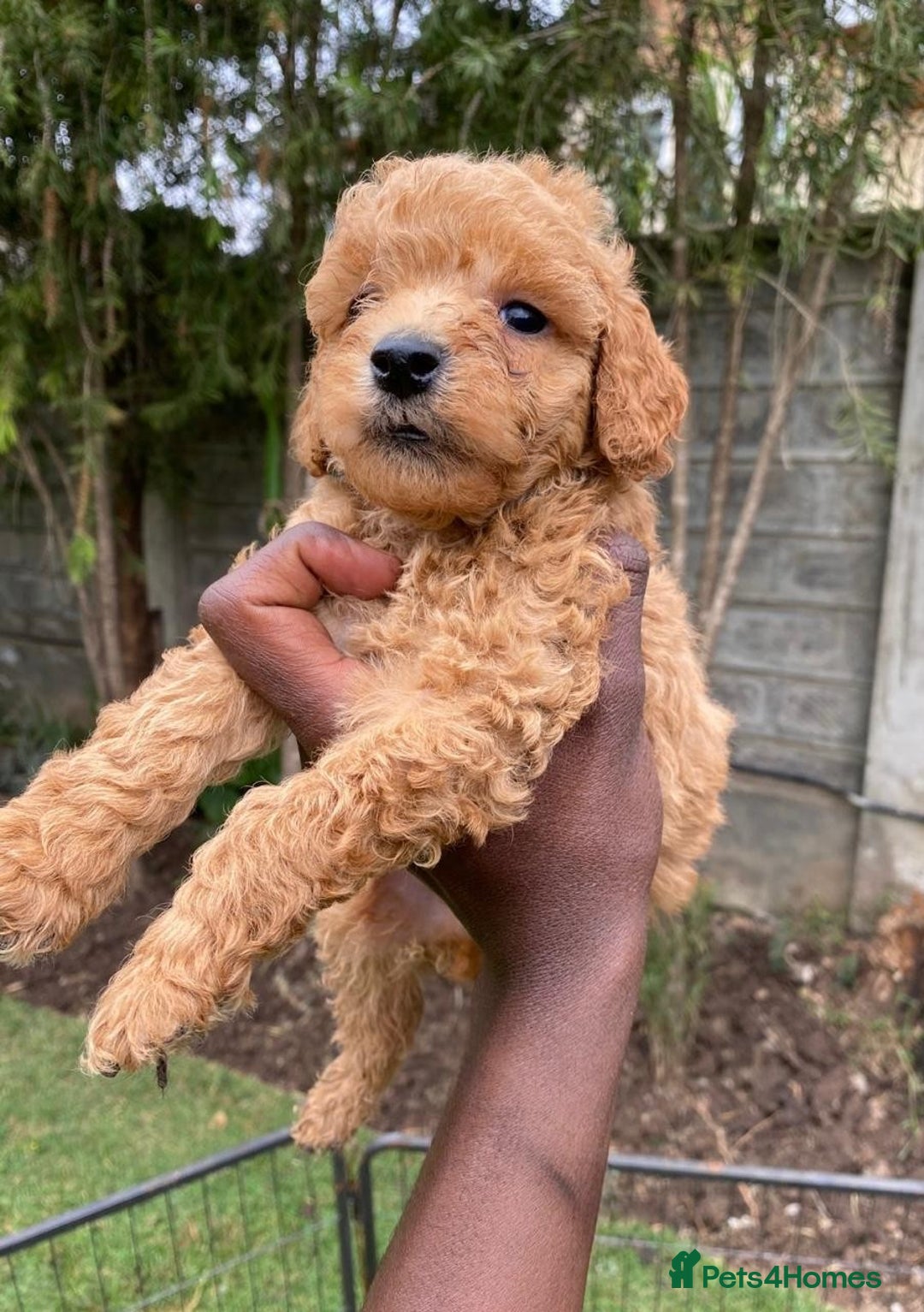 Miniature Poodle dogs for sale: 💌 To Loving Homes Only: - Image 7