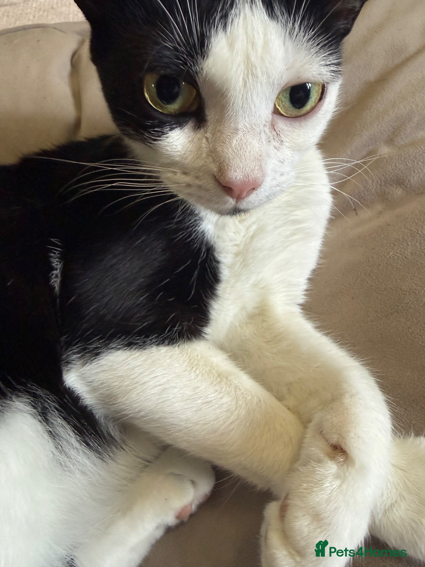 Domestic Shorthair cats REHOME - Small Domestic Shorthair Female - Advert 17