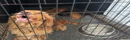 Cocker Spaniel dogs for sale: Full pedigree long silky show cocker spaniels  - Advert 7