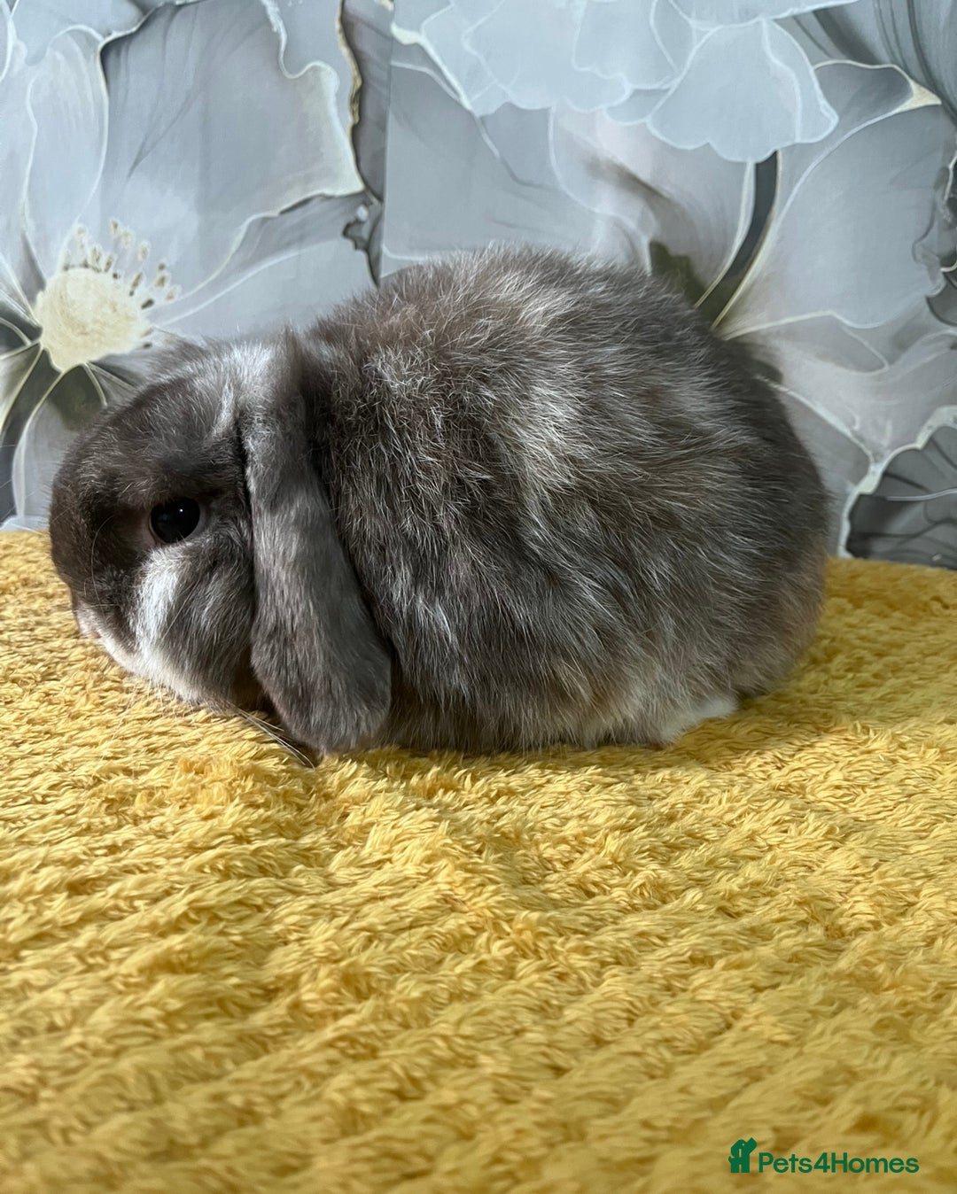 Mini Lop rabbits for sale: 2 minilops buck and doe - Image 3