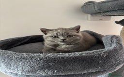 British Shorthair cats for sale: Blue British short hair kittens  in Braintree - Image 37