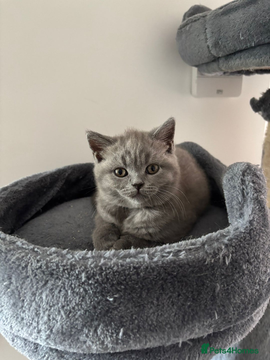 British Shorthair cats for sale: Blue British short hair kittens  in Braintree - Image 37