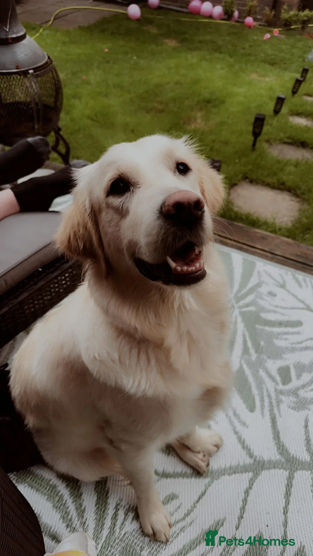 Golden Retriever dogs for sale: February Litter Announcement  - Advert 14