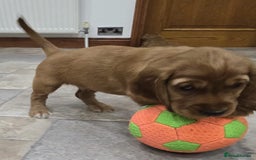 Cocker Spaniel dogs for sale: 🐾 Adorable Cocker Spaniel Puppies for Sale! 🐾 - Image 13