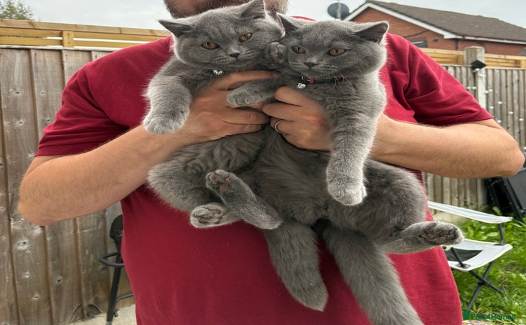 British Shorthair cats - Advert 13
