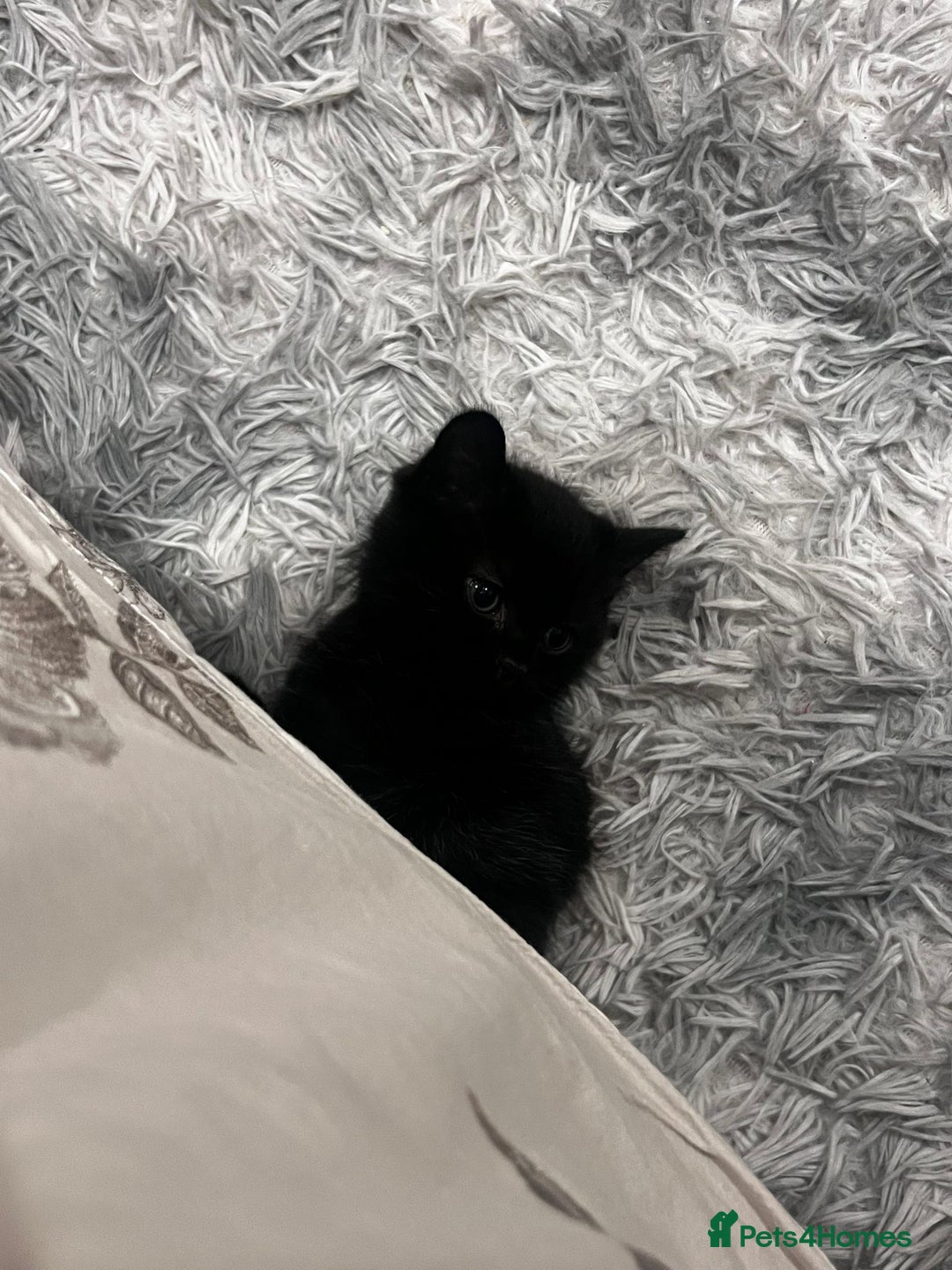 Bombay cats for sale: 🐱 British Bombay Male Kitten for Sale🐱 - Advert 4